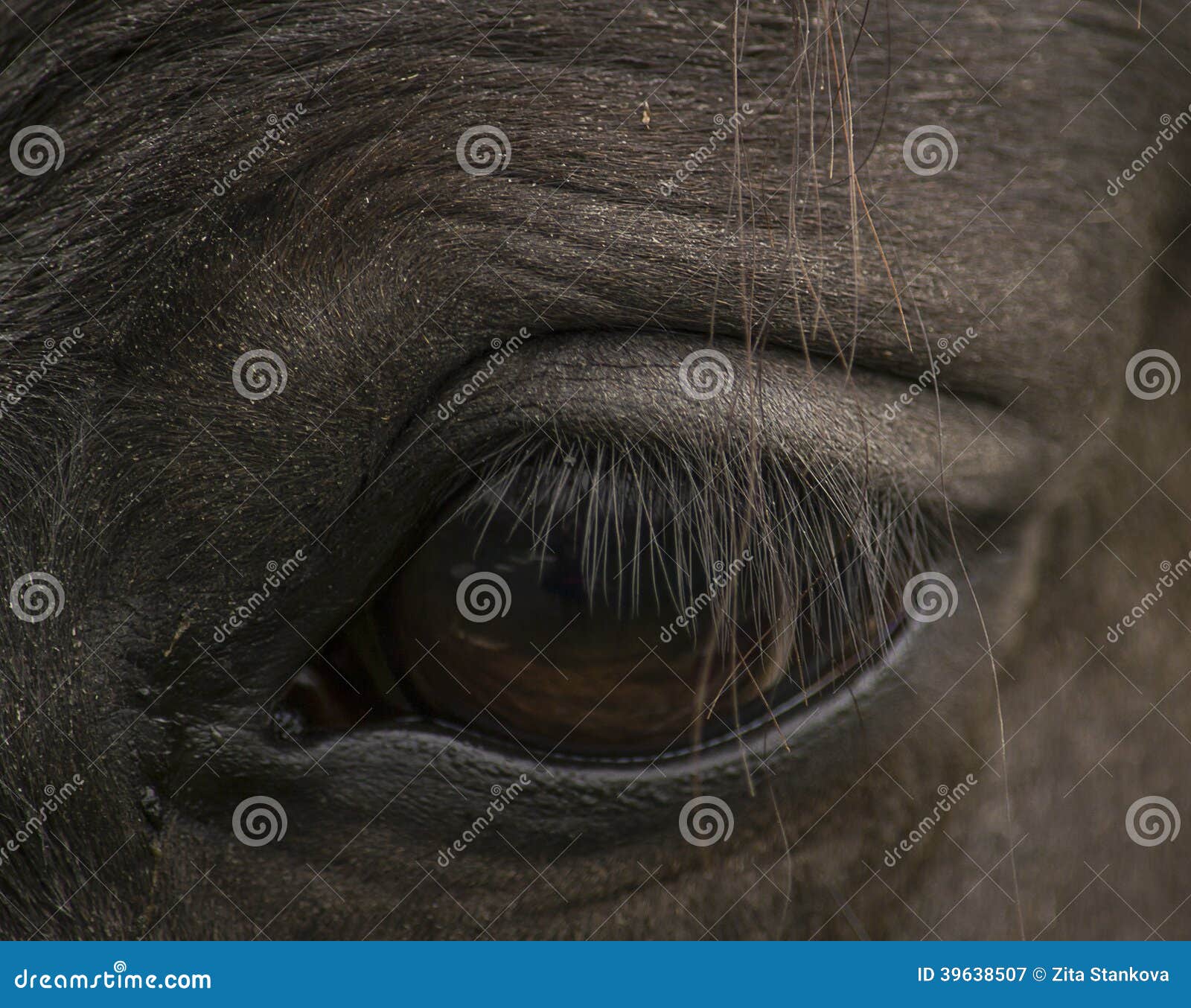 Horse eye stock image. Image of closeup, eyelid, lashes 39638507
