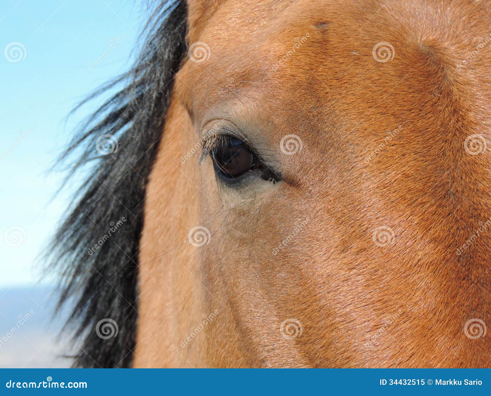 Horse eye stock image. Image of lashes, mane, brown, ranch 34432515