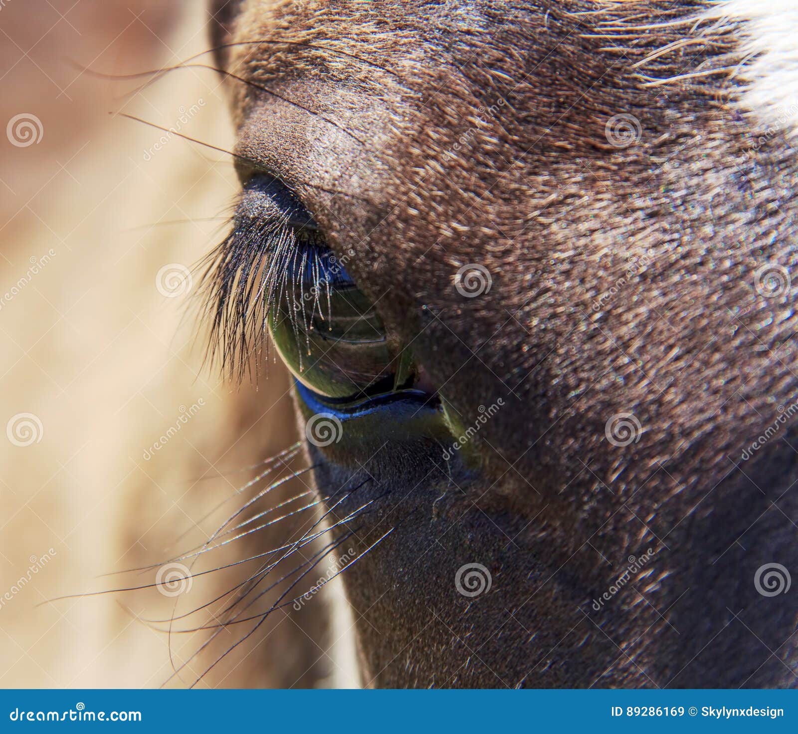 Horse eye with eyelashes stock image. Image of foal, horizontal 89286169