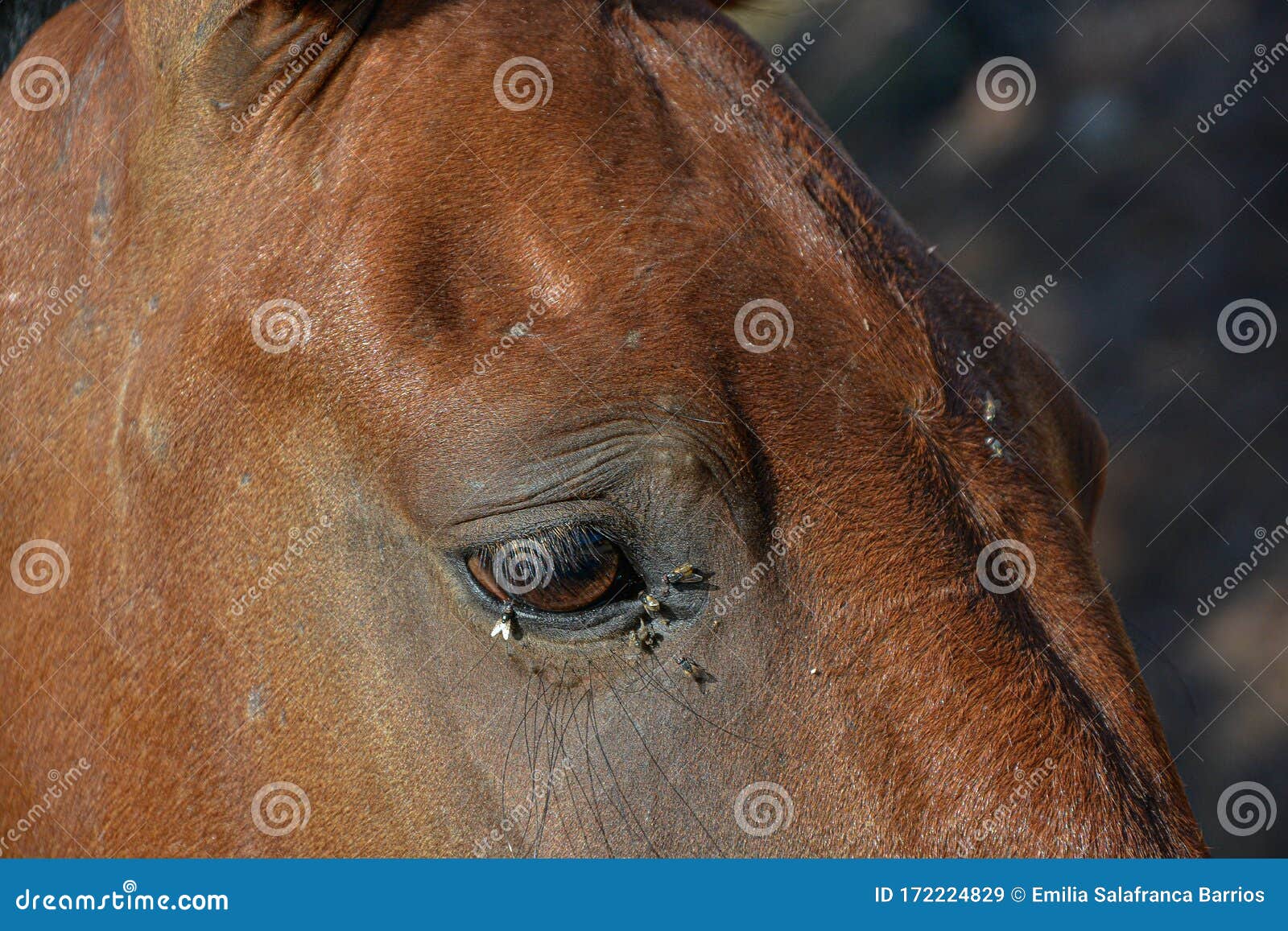 Horse eye full of flies stock image. Image of macro 172224829