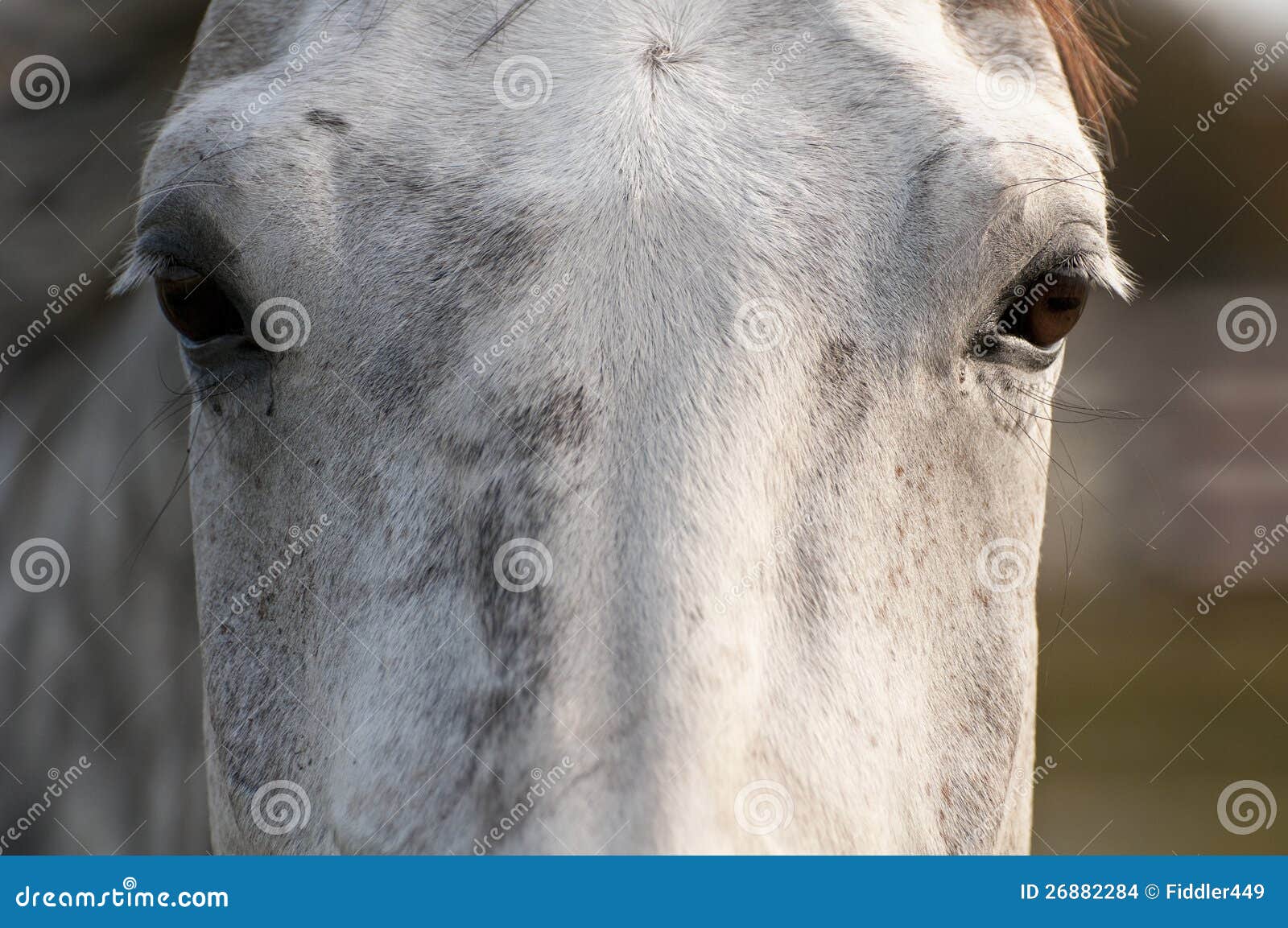 Horse eyes stock photo. Image of head, gray, animal, closeup 26882284