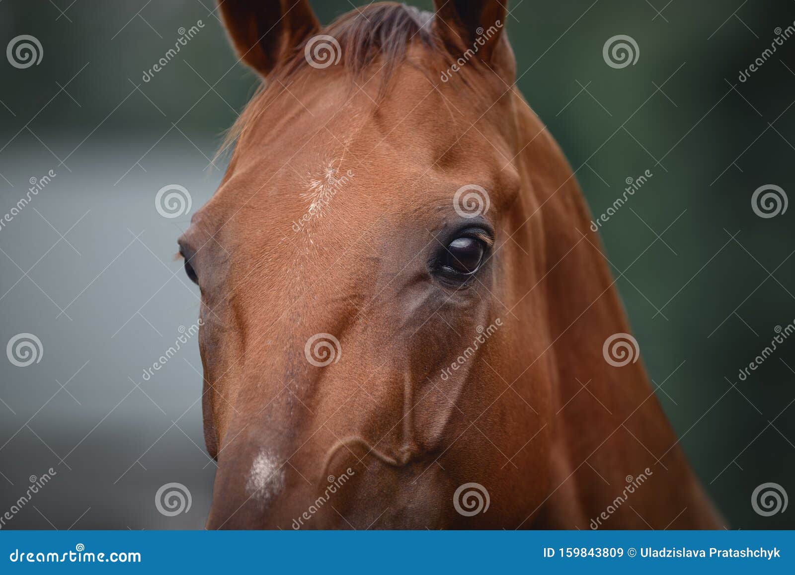 horse face with beautiful eyes and piercing gaze