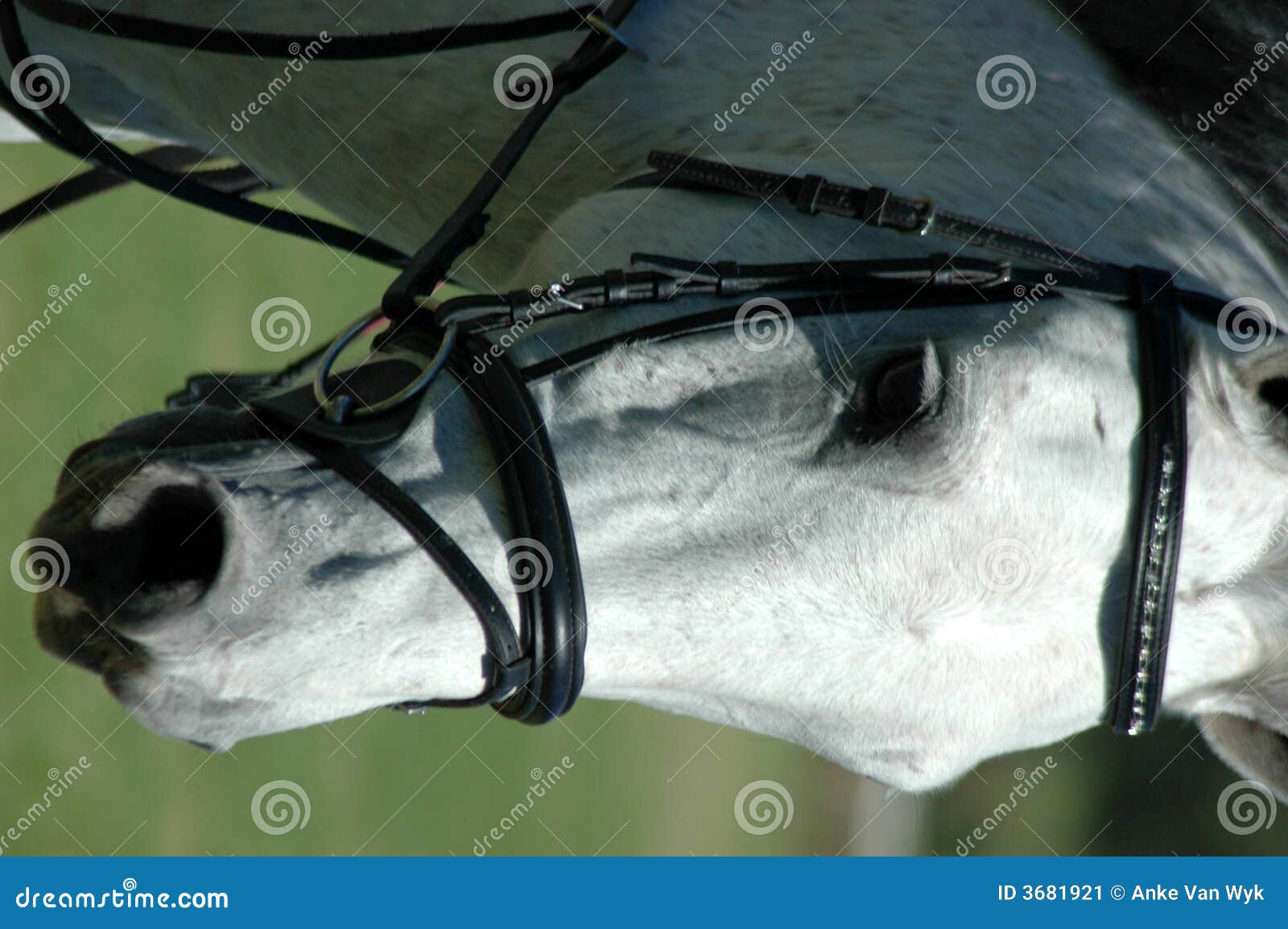Horse face close stock image. Image of champion, alert - 3681921