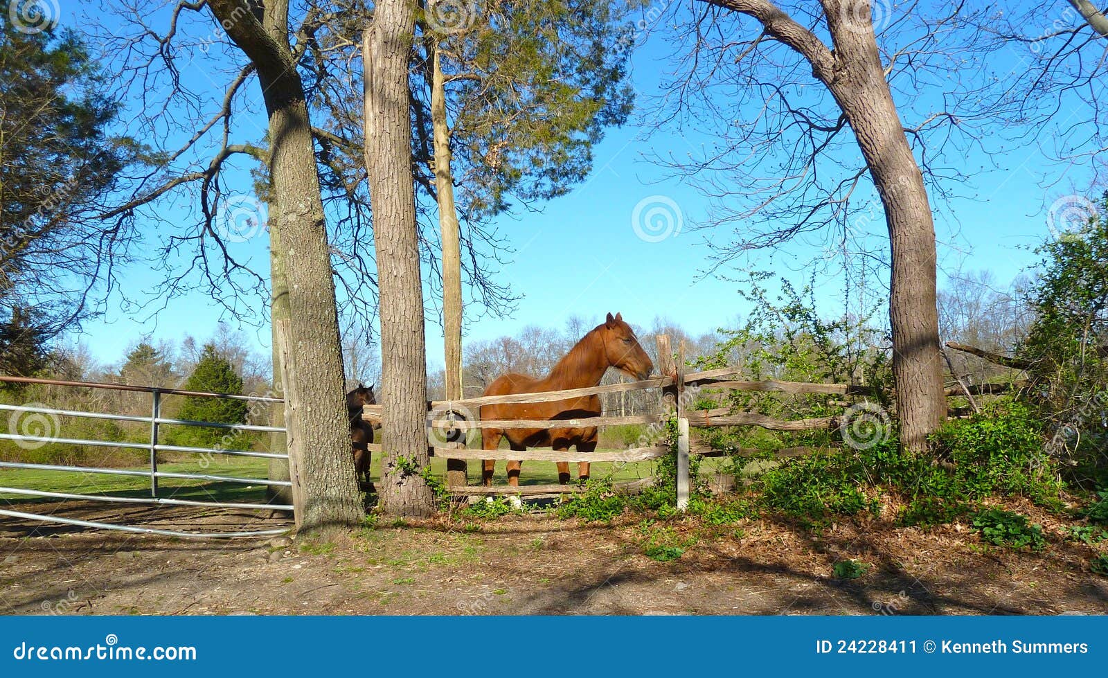 Horse farm stock image. Image of eyes, animal, ranch 24228411