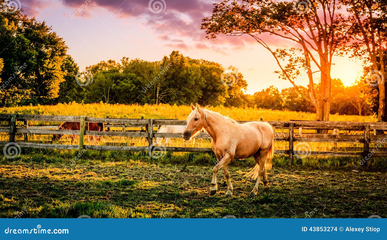 horse of a farm