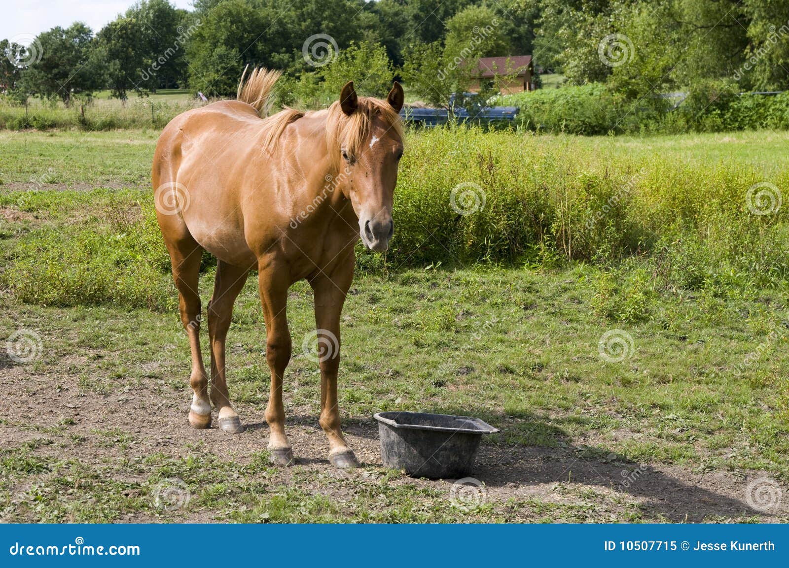 Horse on Farm in Iowa stock image. Image of farm, sunlight 10507715