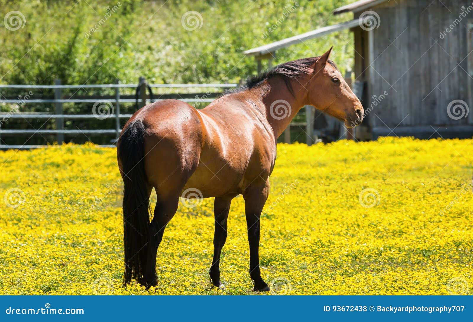 horse at a farm in northern californa
