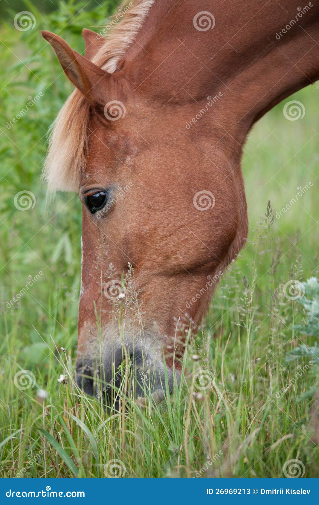 Horse Feed Fresh Green Grass Stock Image Image of depasture, pets