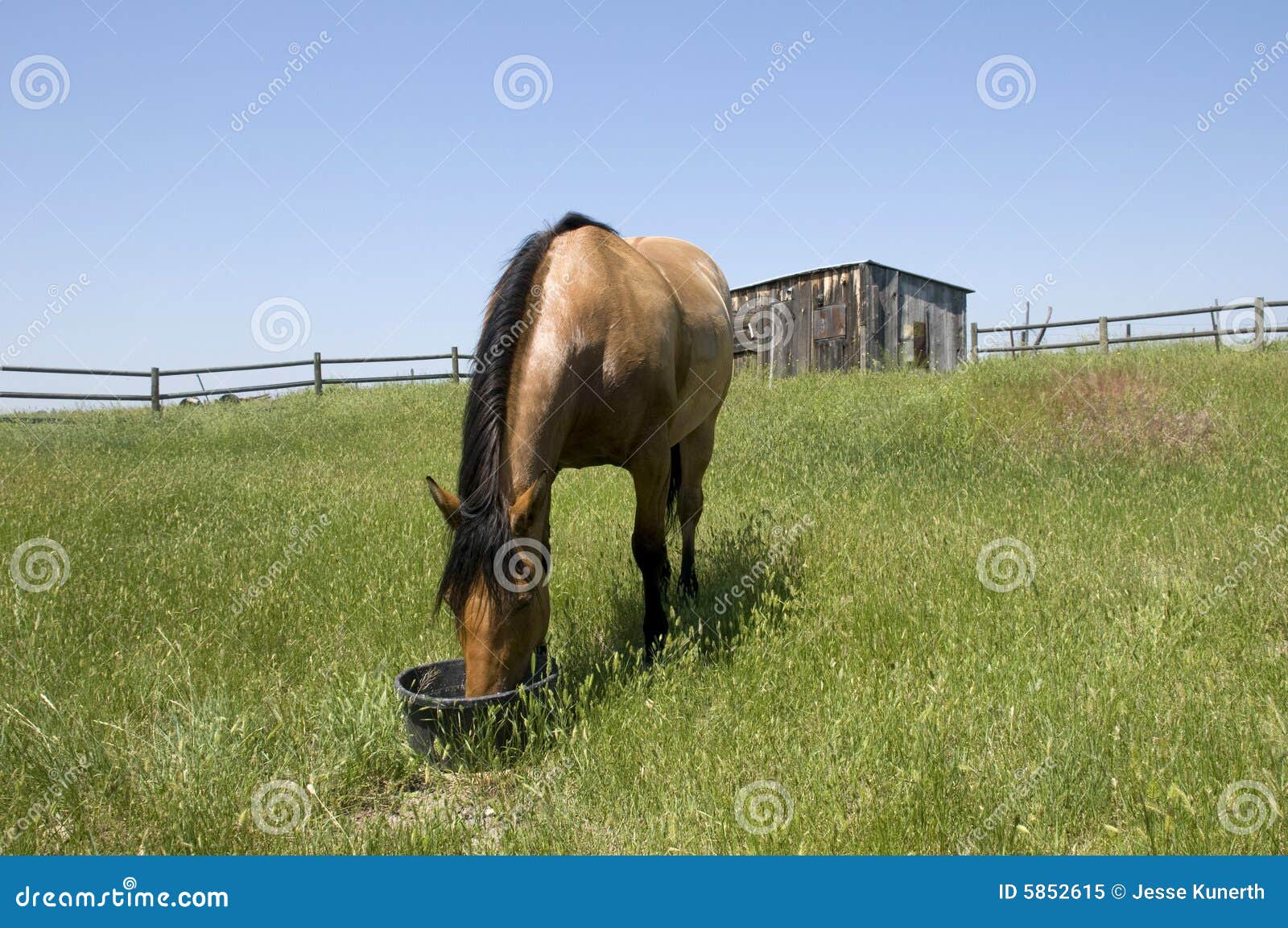 Horse feeding in field stock image. Image of bucket, field 5852615