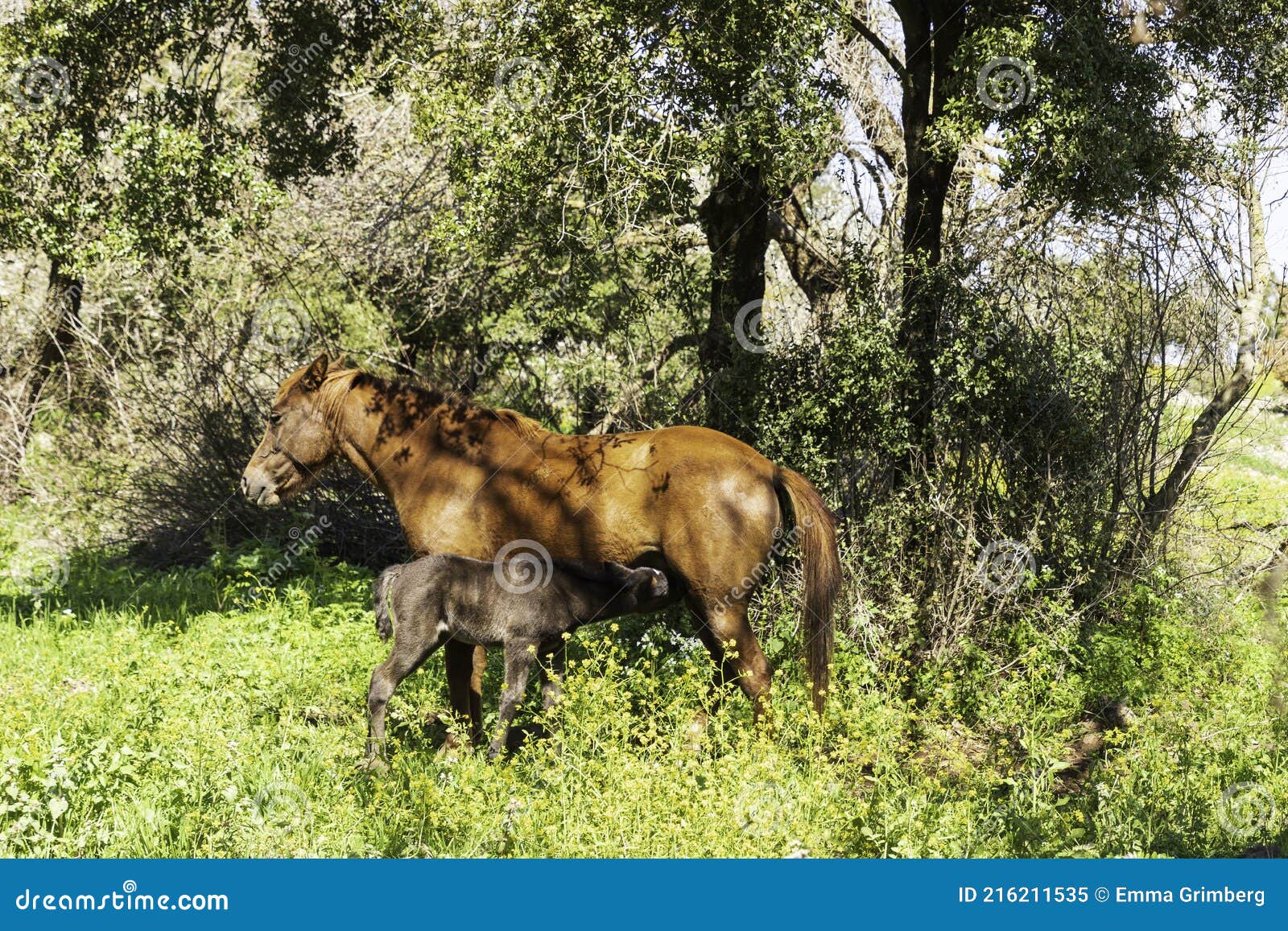 Horse Feeding a Foal Under a Tree Closeup Stock Image Image of