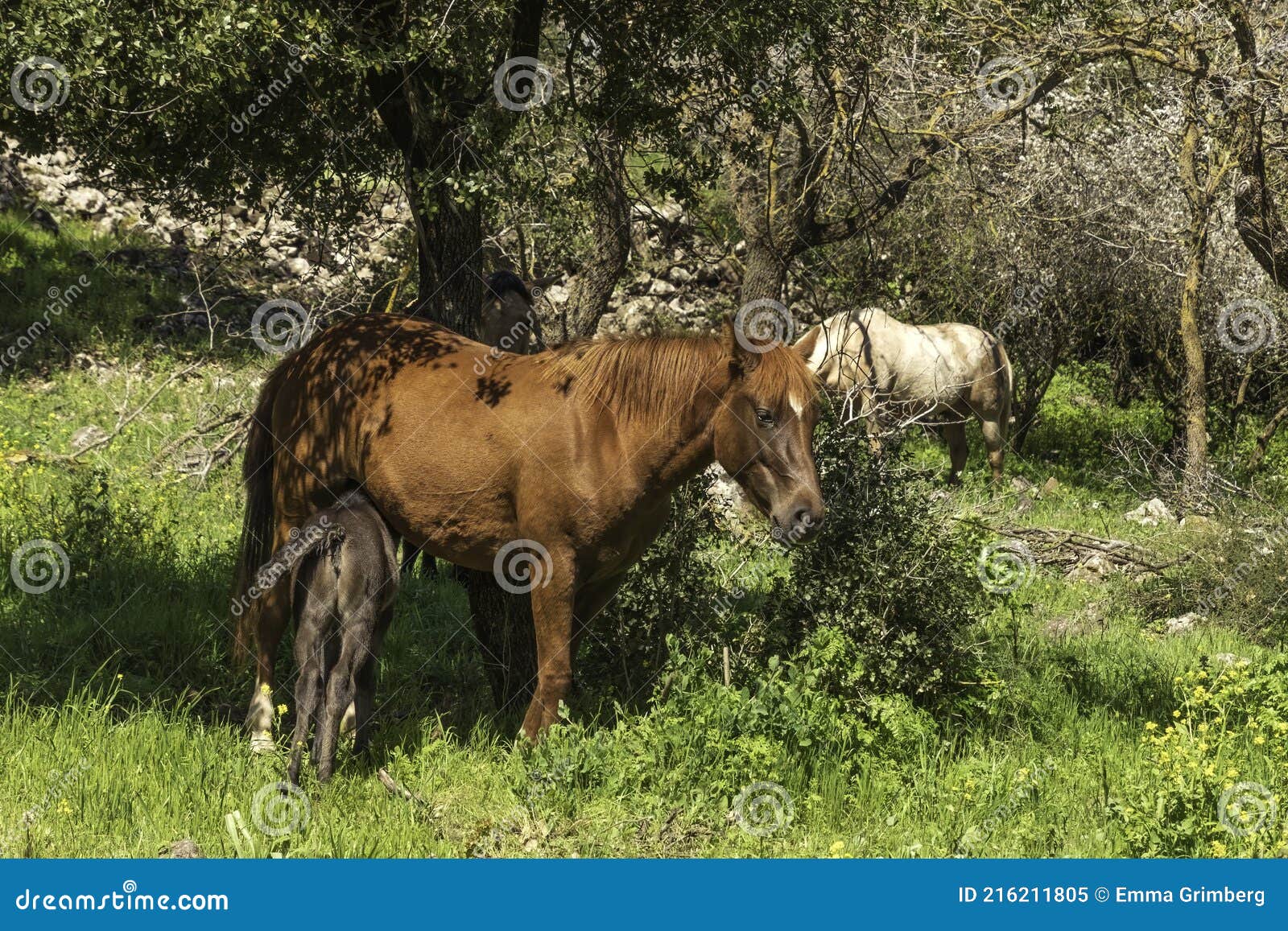 Horse Feeding a Foal Under a Tree Closeup Stock Image Image of