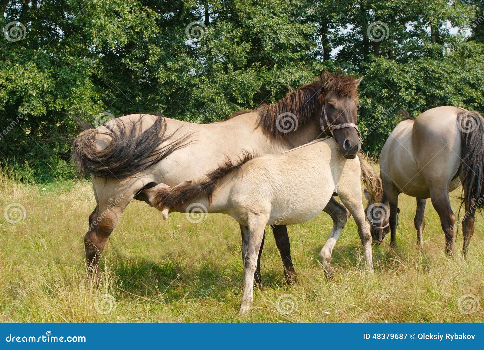 Horse feeding her foal stock image. Image of suckling 48379687