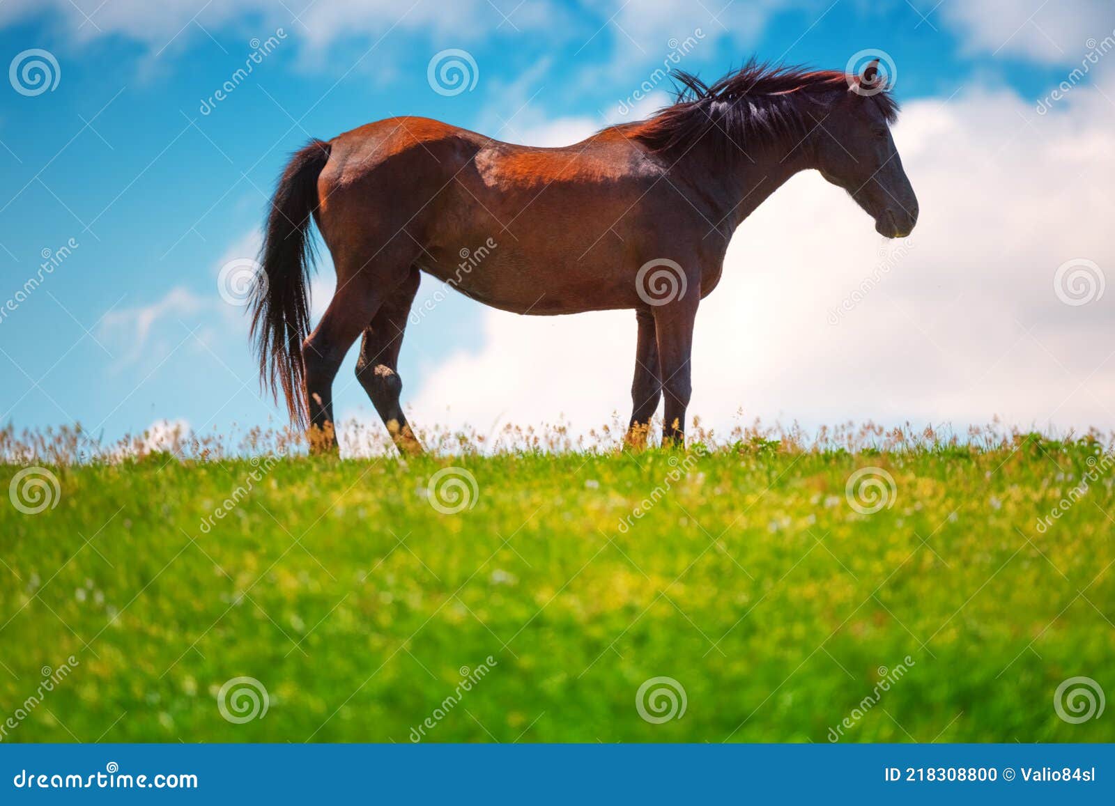 Horse in a Field and Cloudy Sky Stock Photo Image of stallion, cloudy