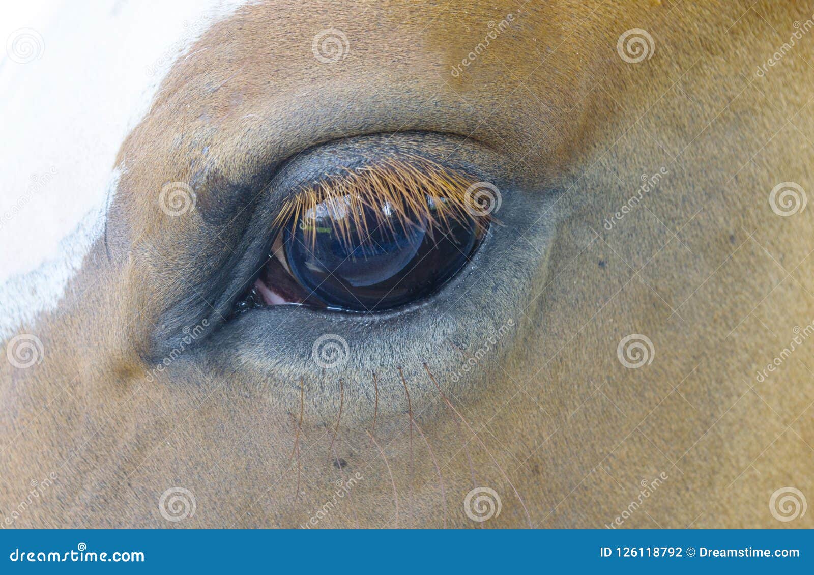 Horse with Flies Tormenting Him Stock Photo Image of horses