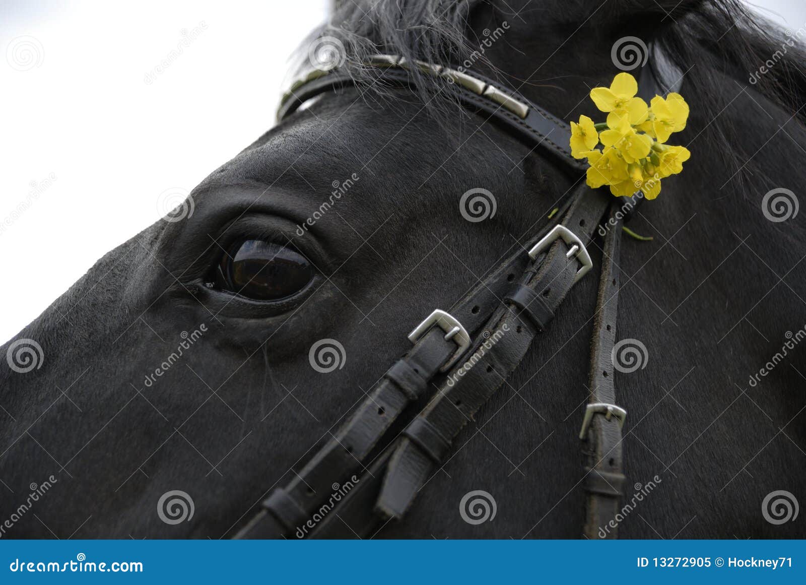 Horse with Flowers in Bridle Stock Image Image of animal, flower