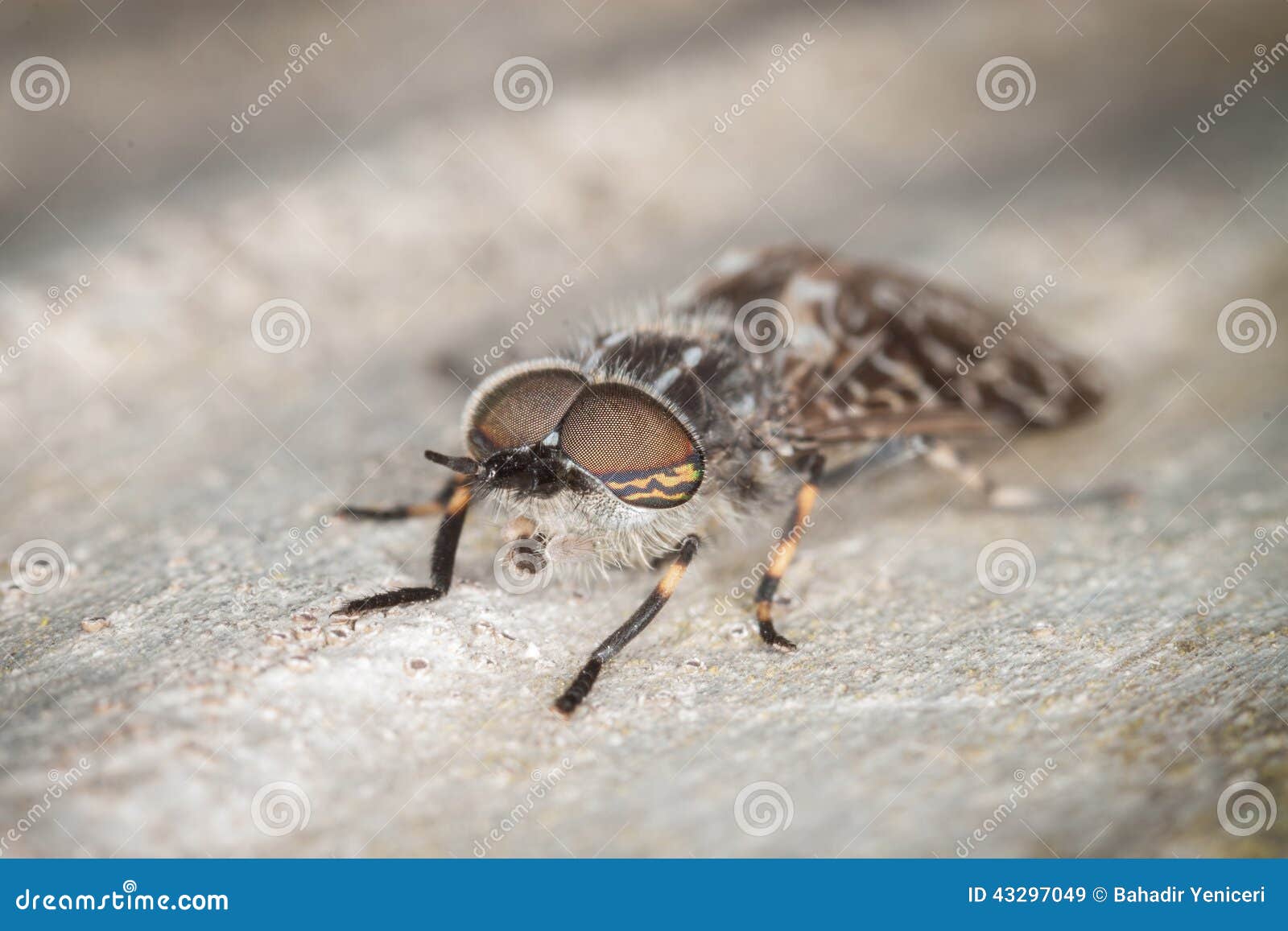 Horse Fly stock image. Image of macro, europe, klegs 43297049