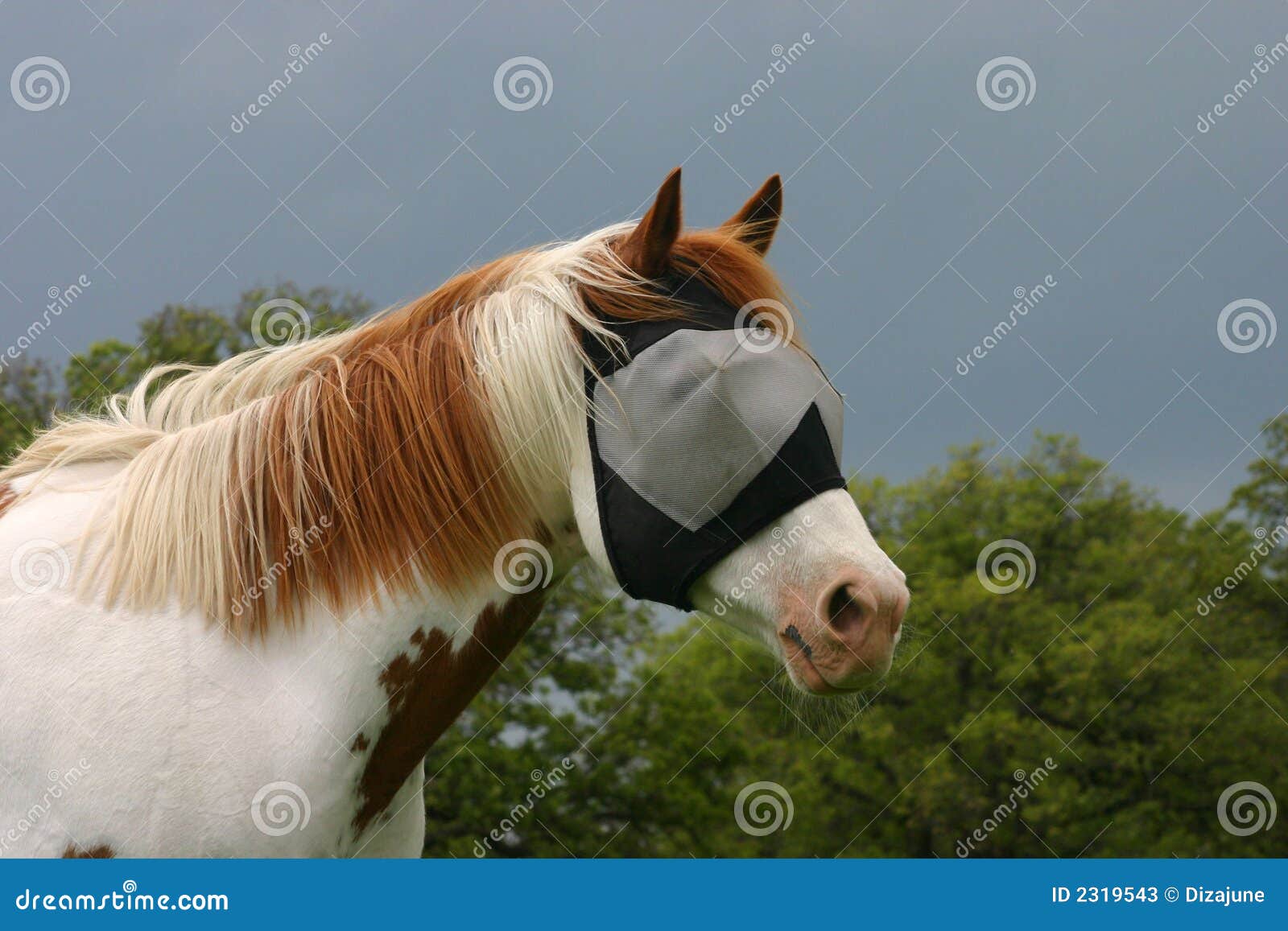 Horse in Fly Mask stock image. Image of sorrel, white 2319543