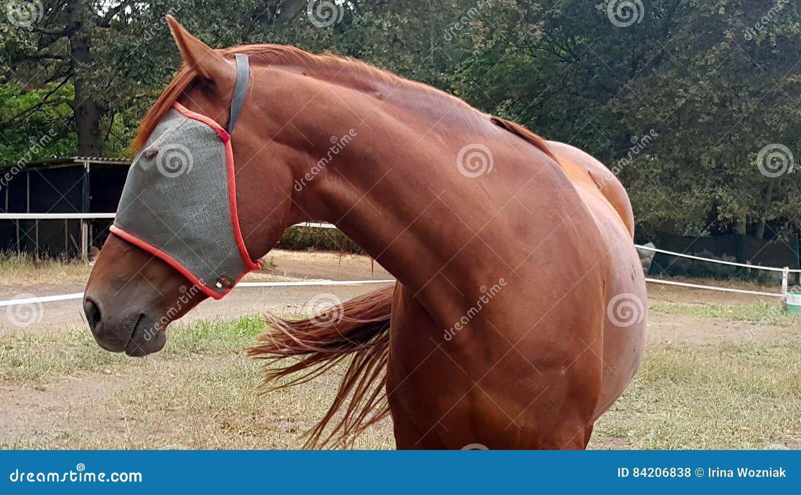 Horse with fly mask stock photo. Image of padocks, padock 84206838