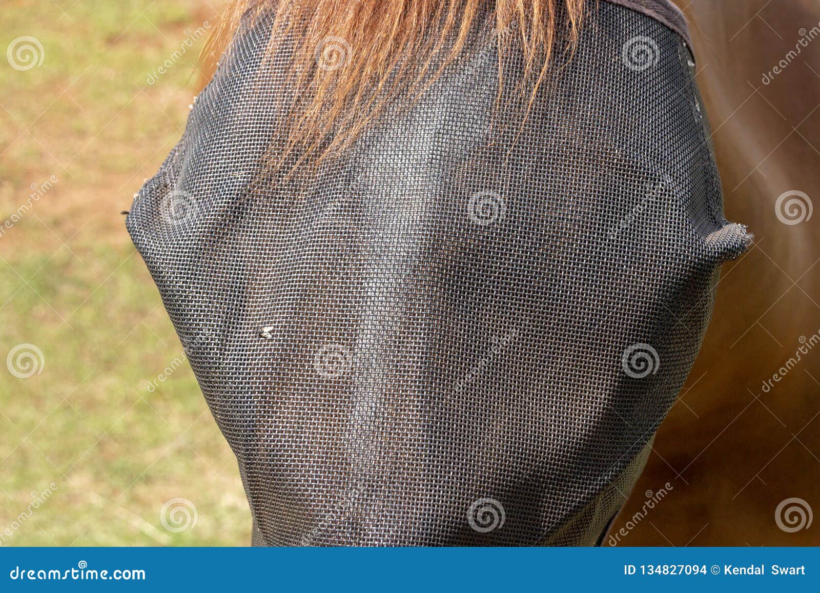 a horse fly net