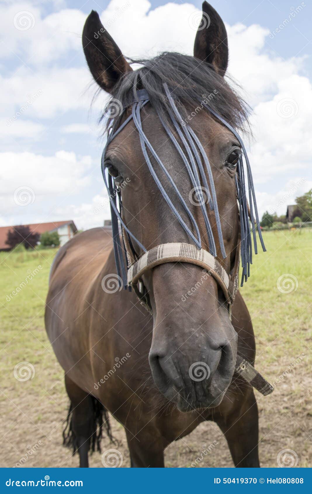 horse with fly-proofing