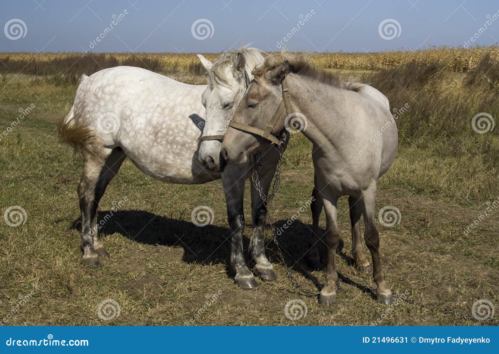 Horse and foal feelings stock image. Image of farmland 21496631