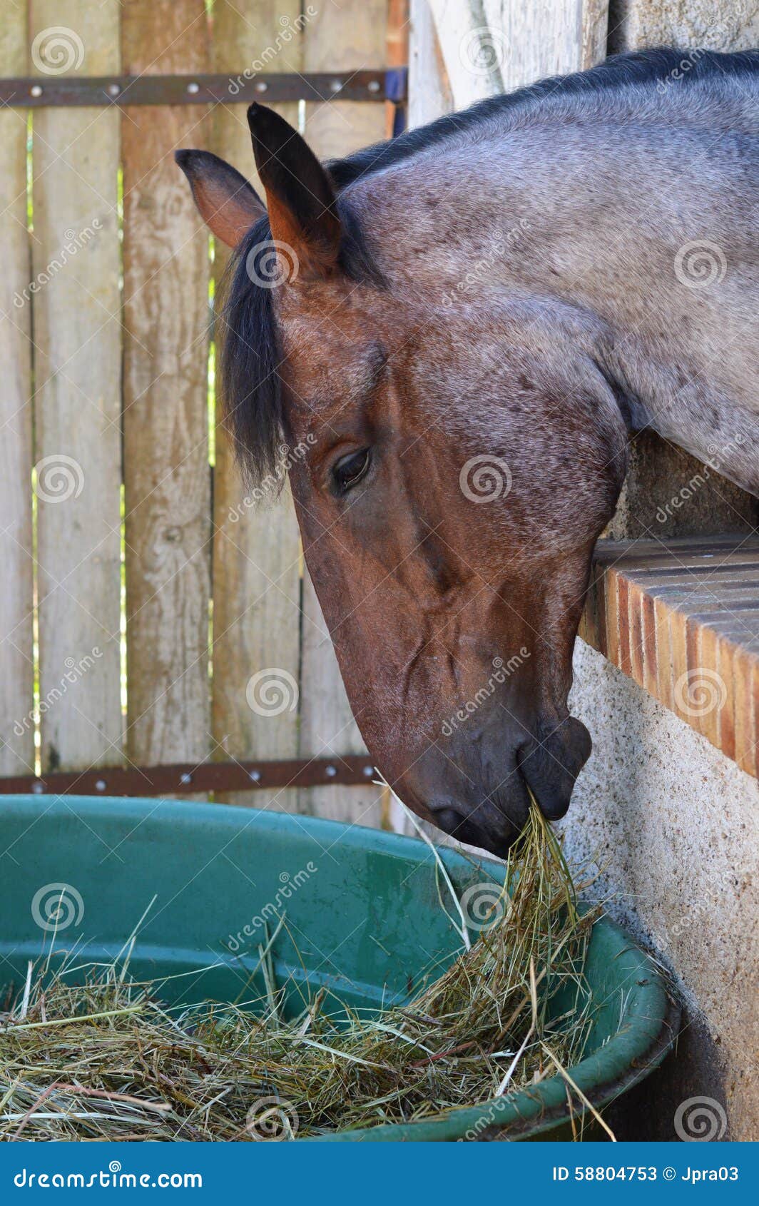 Horse food stock image. Image of mammal, breed, purebred 58804753