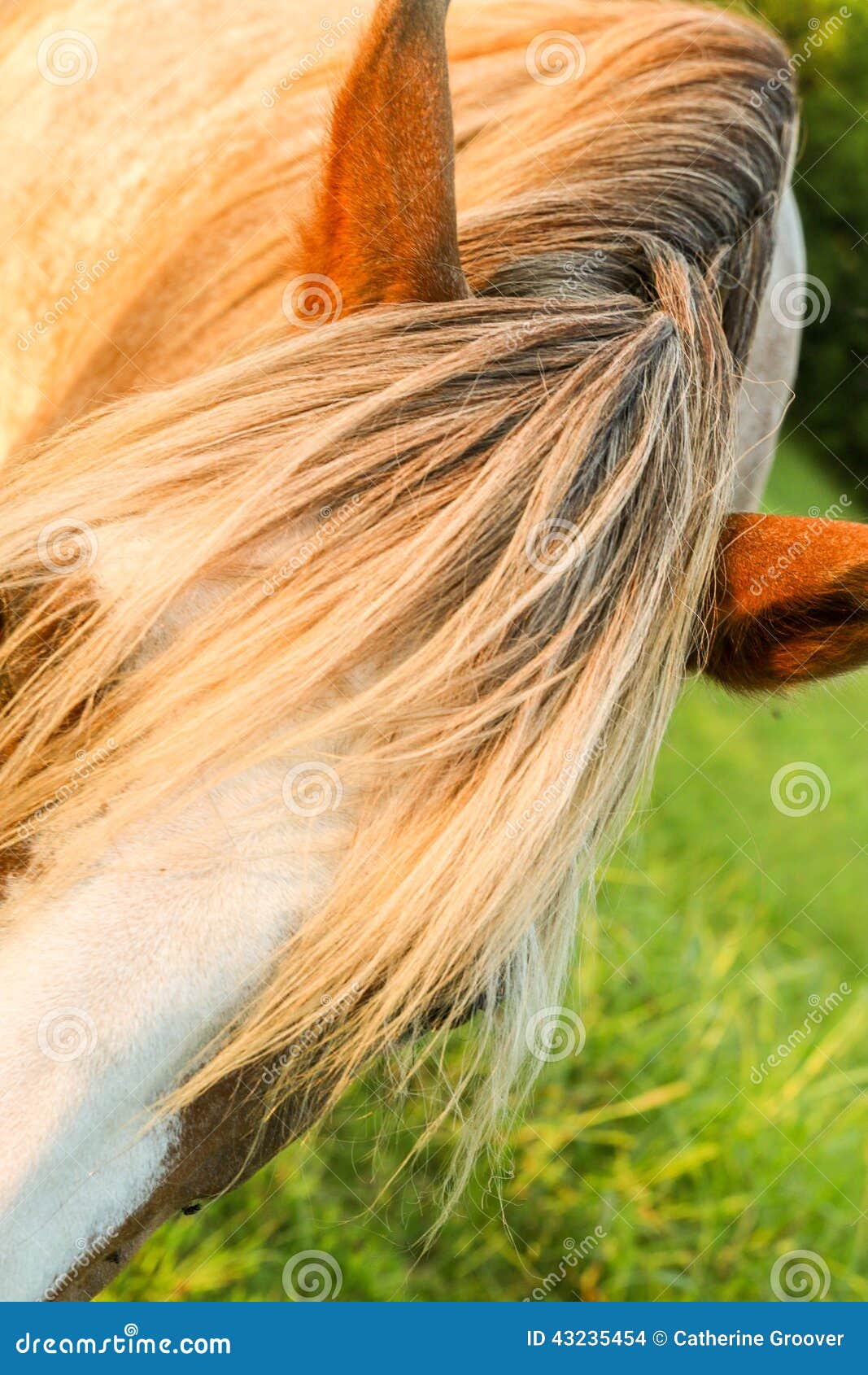 Horse Forelock stock photo. Image of pasture, forelock 43235454