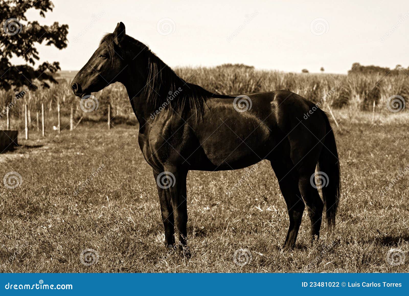 Horse Full Body Sepia Toned Stock Photo Image of ruminating, quadruped 23481022
