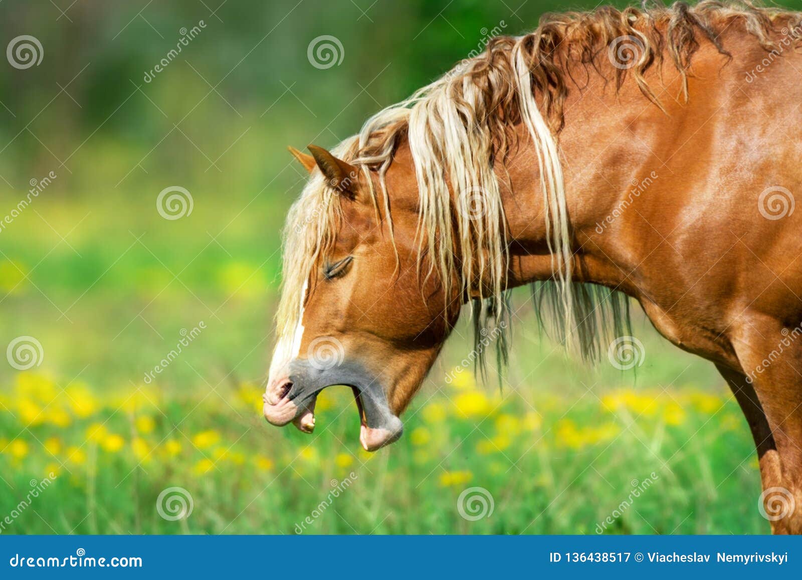 Horse fun yawning stock image. Image of background, beautiful 136438517