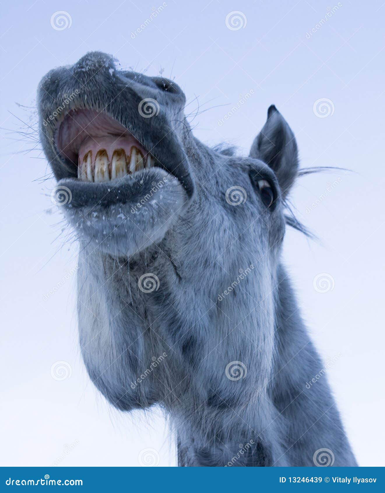 Horse funny face stock image. Image of hair, teeth, stallion 13246439