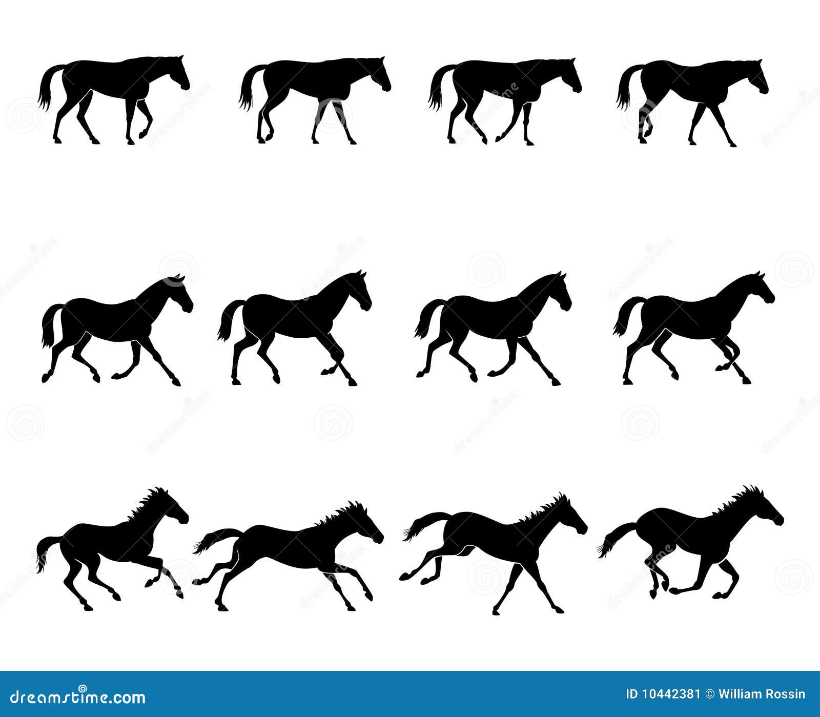 horse gaits diagram