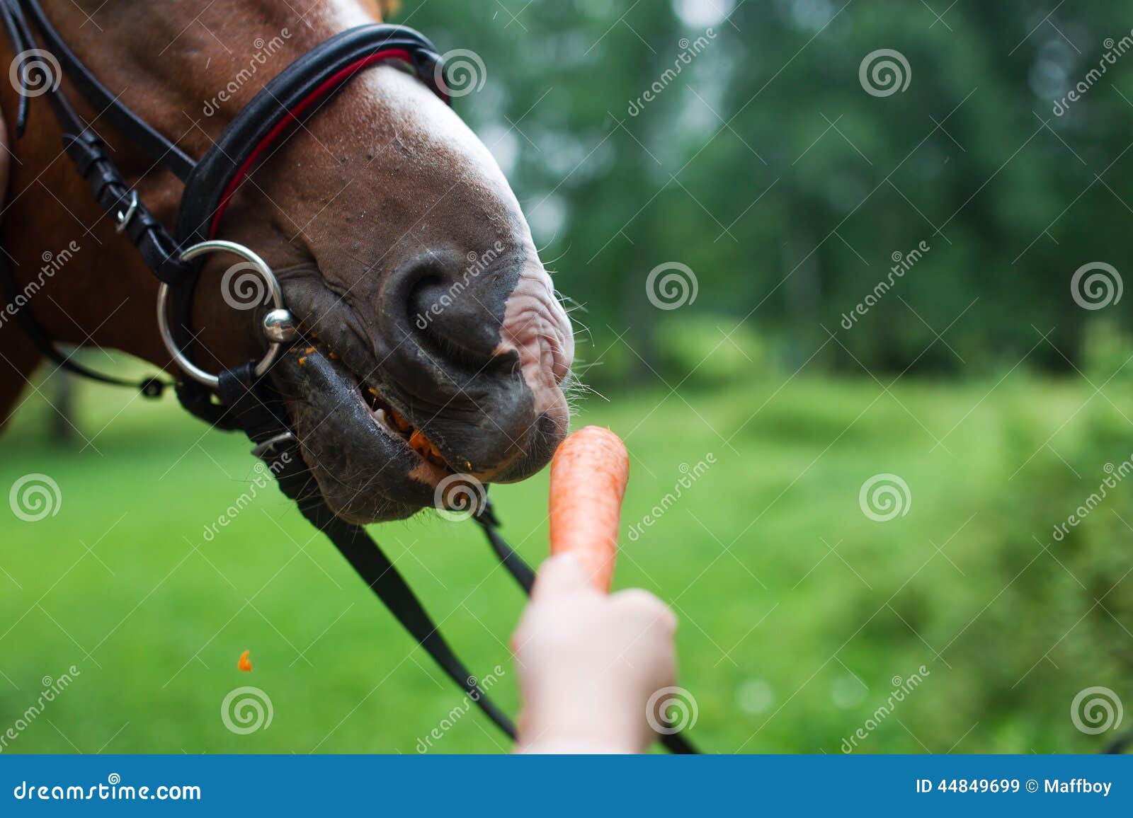 horse getting carrots from a females hand
