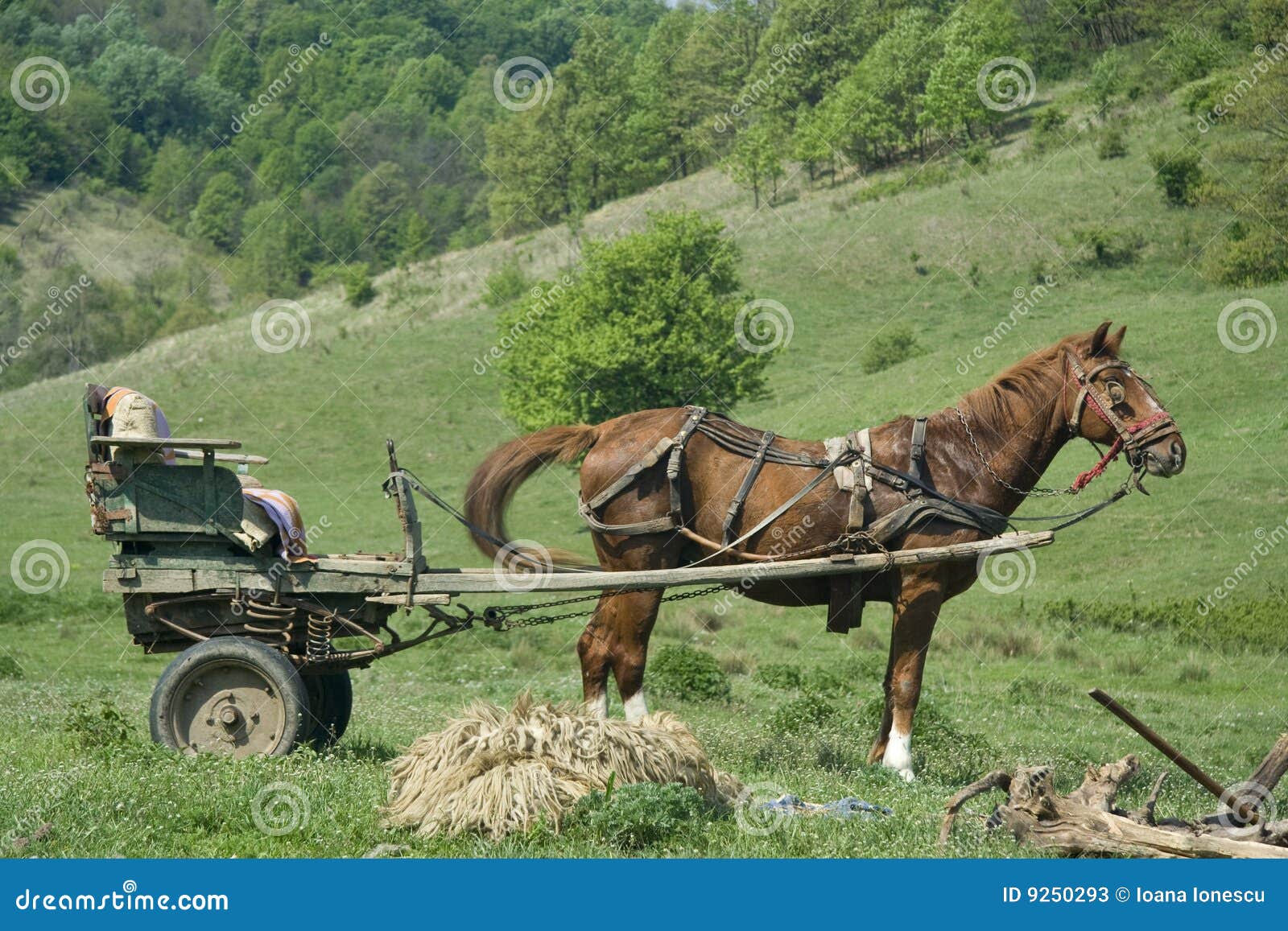 Horse and Gig stock image. Image of country, brown, transportation