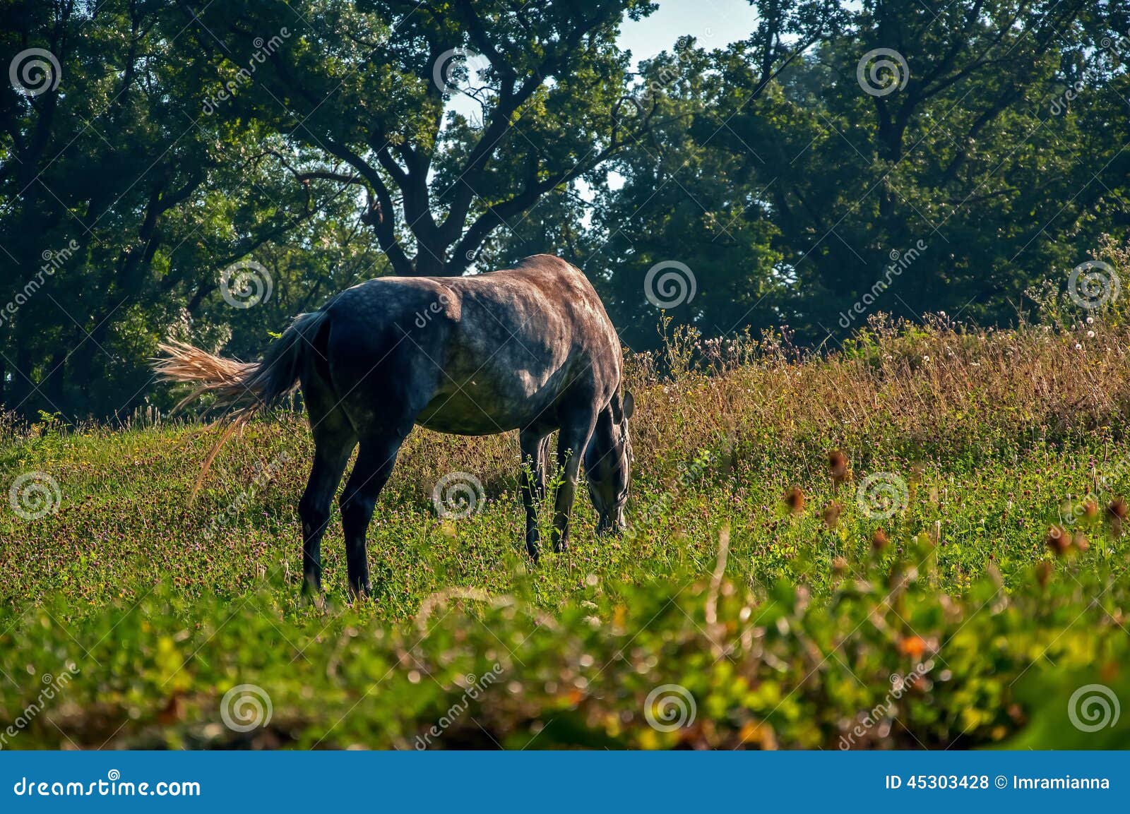 Horse grazes stock photo. Image of horse, valleys, farm 45303428