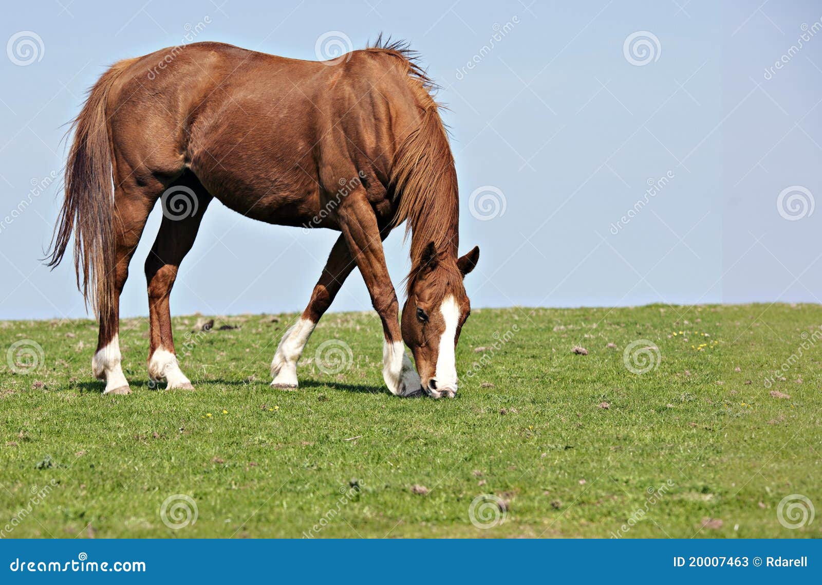 Horse Grazing stock image. Image of eating, country, landscape 20007463
