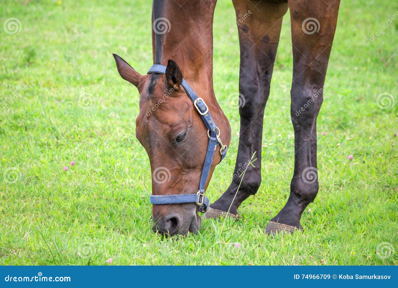 Horse Grazing and Chewing on Grass Stock Image Image of brown, domestic 74966709
