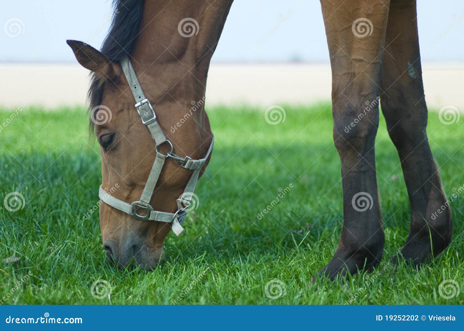 Horse grazing grass stock photo. Image of happy, fresh 19252202