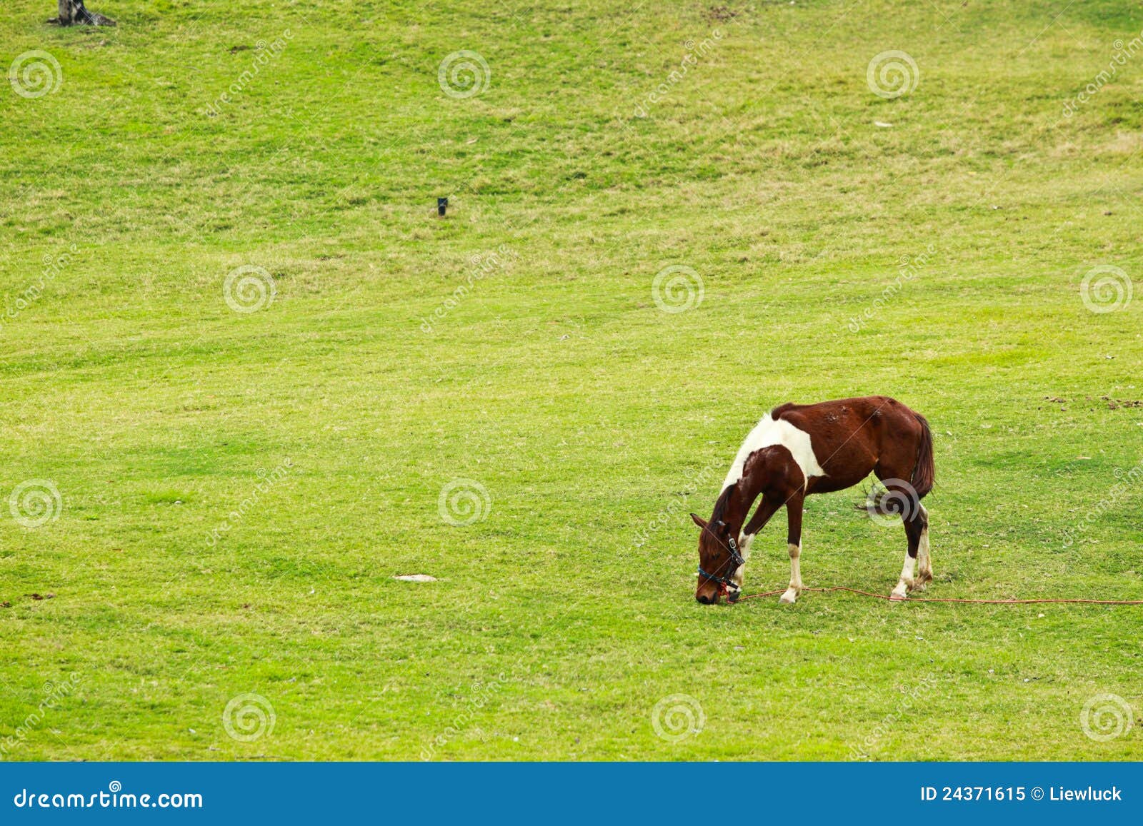Horse on green field stock image. Image of nature, environmental 24371615