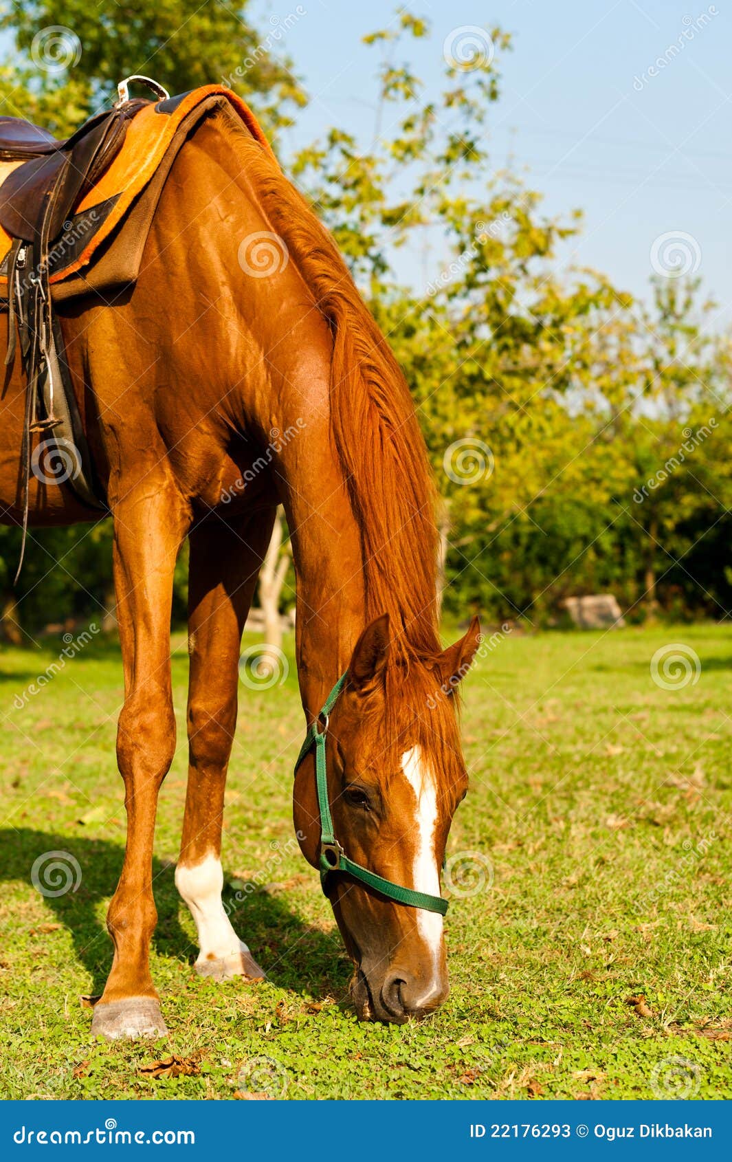 Horse on the green grass stock image. Image of forward 22176293