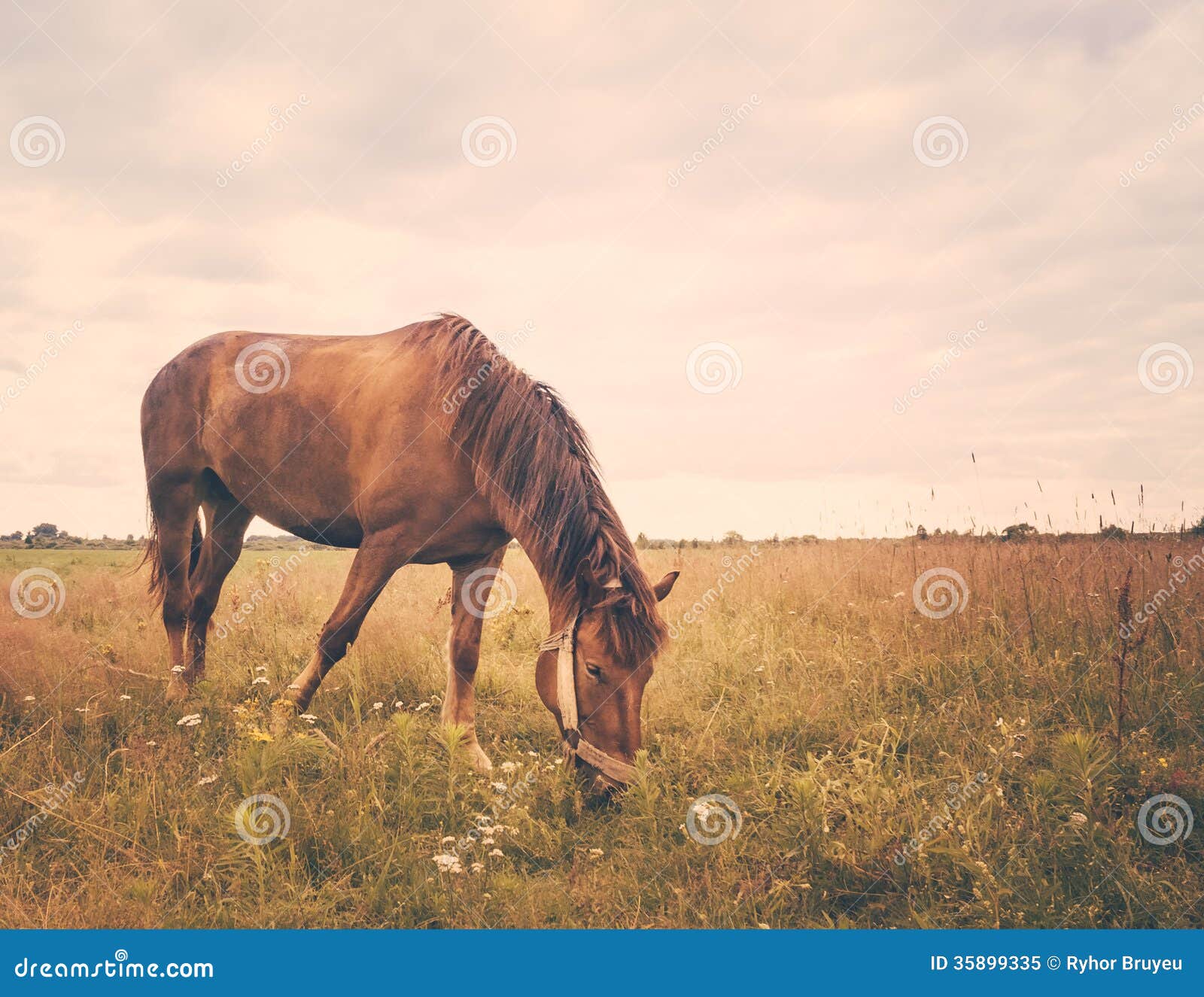 Horse on a green grass stock image. Image of agriculture 35899335