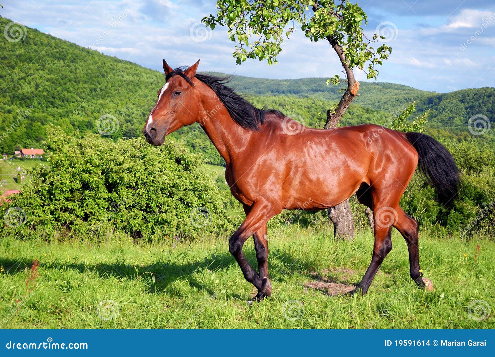 Horse in the green nature stock photo. Image of grass 19591614