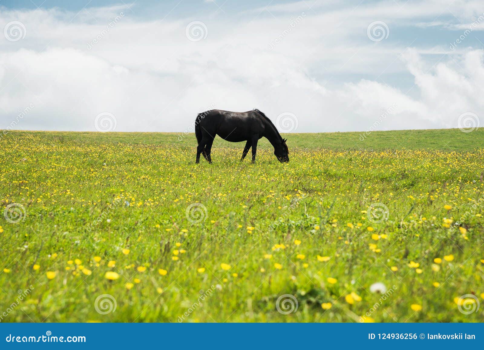 Đây là một chú ngựa đen quyến rũ, với bộ lông mượt mà và chân thon dài. Hãy đến xem hình ảnh của chú ta, khiến bạn đắm chìm trong sự đẹp đẽ và sức mạnh của loài ngựa.