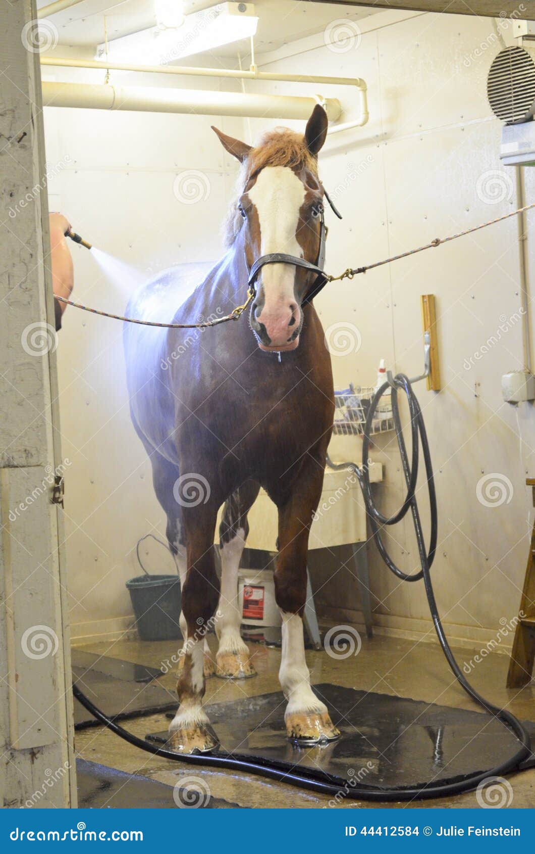 Horse Grooming stock photo. Image of barn, horse, groom 44412584