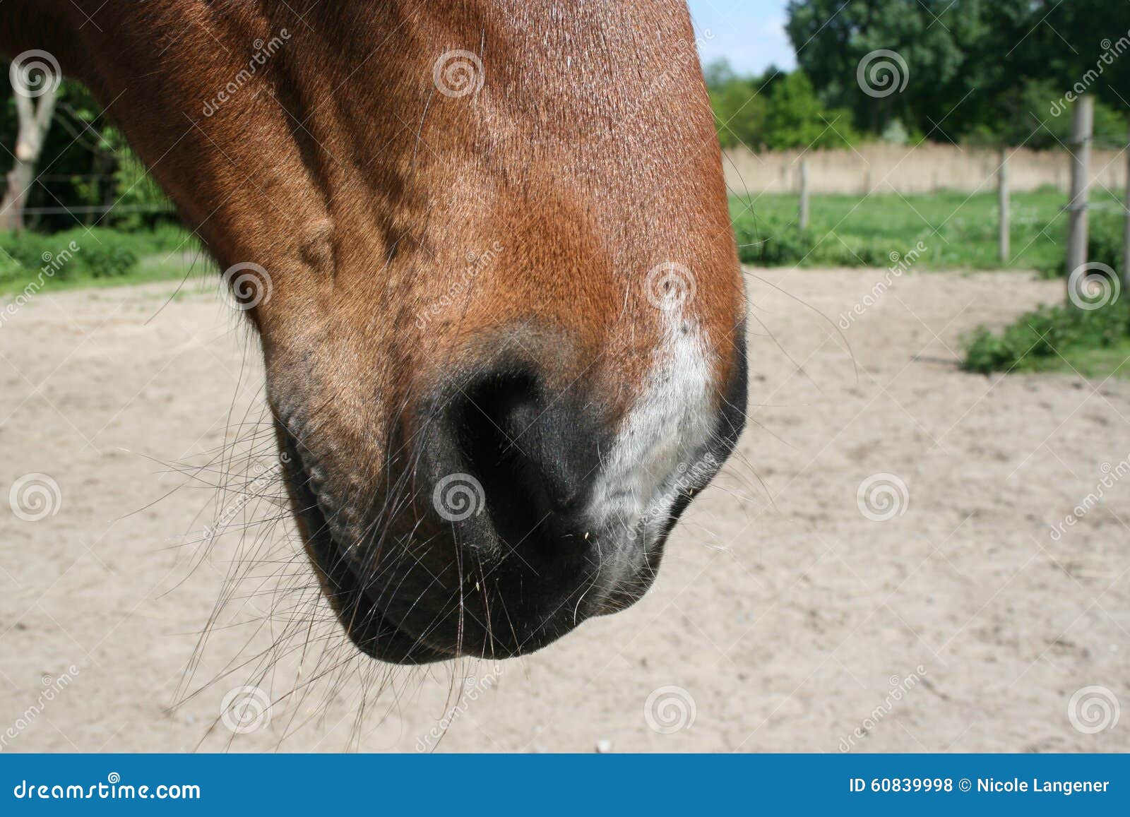 Horse groove stock photo. Image of space, mare, gelding 60839998