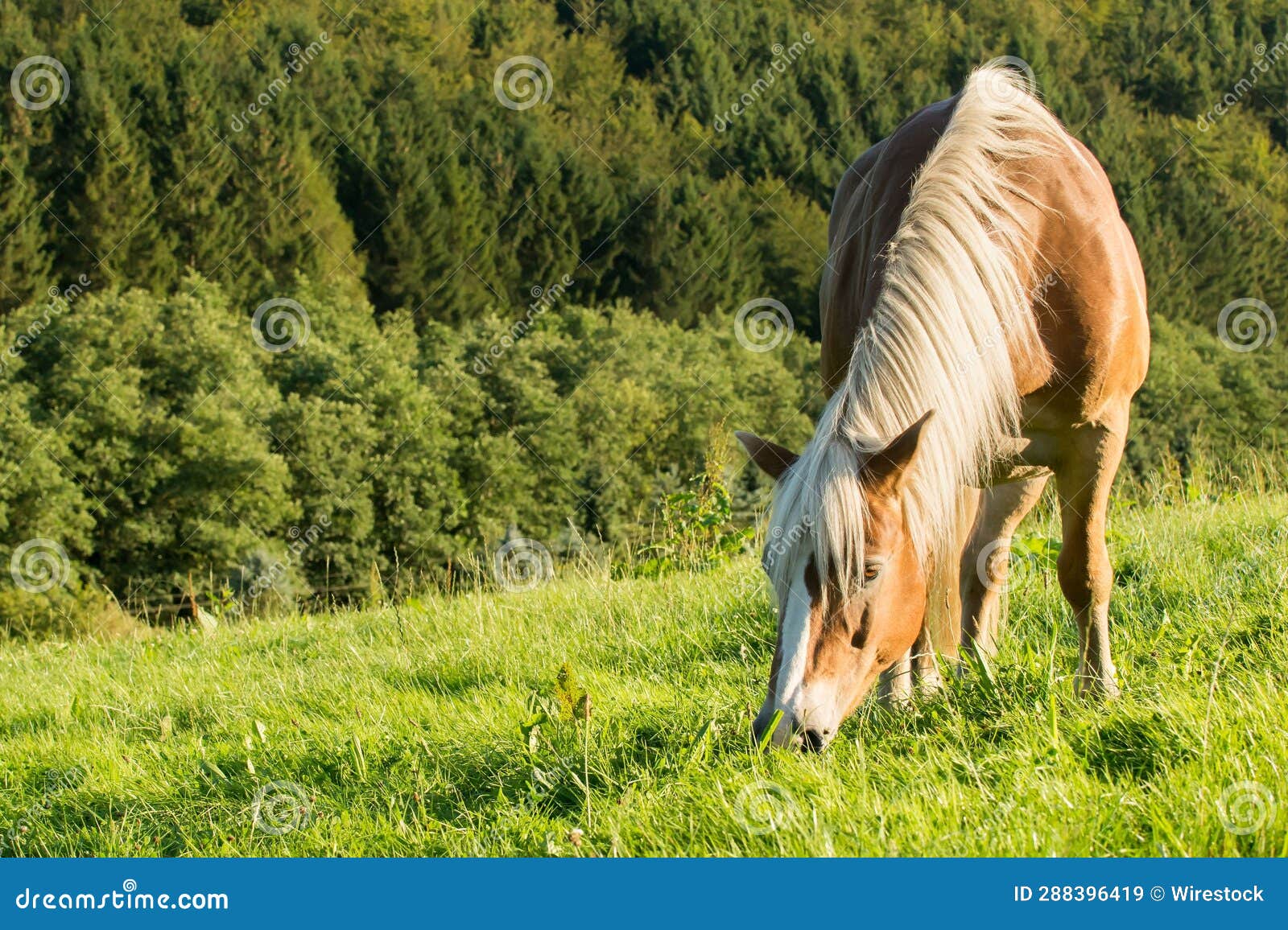 Horse Haflinger Grazing in a Rural Environment Stock Image Image of