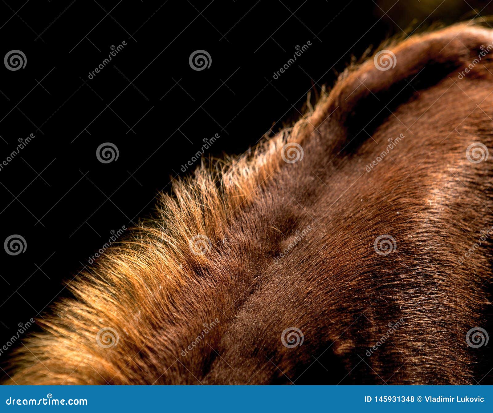mane detail on brown horse back b/w