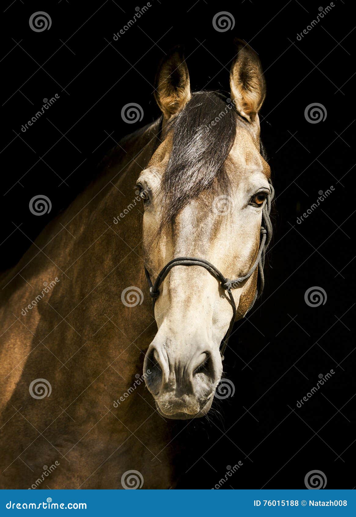 Horse in a Halter with a Dark Mane on a Black Background Stock Photo