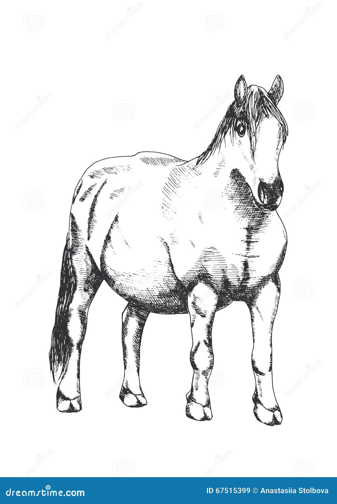 Horse, hand drawing stock vector. Illustration of pets 67515399