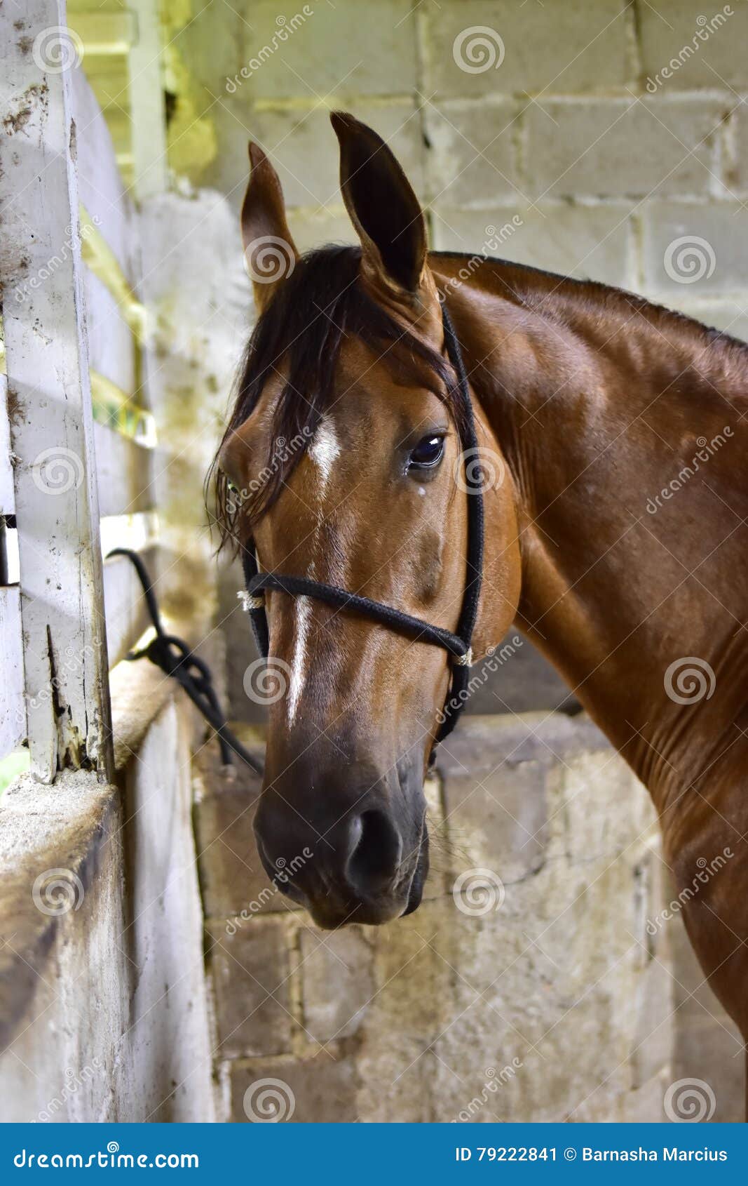 the horse. haras in rio de janeiro