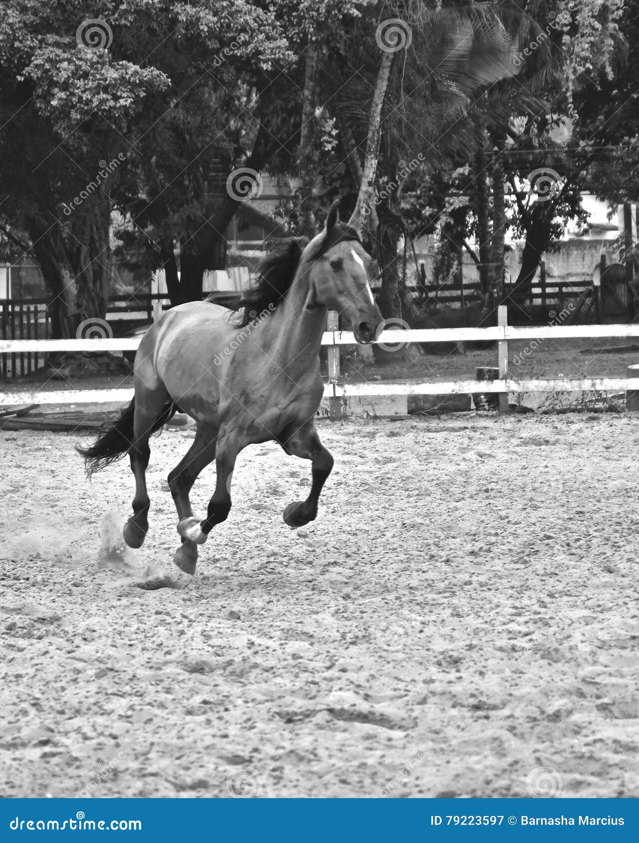 the horse. haras in rio de janeiro